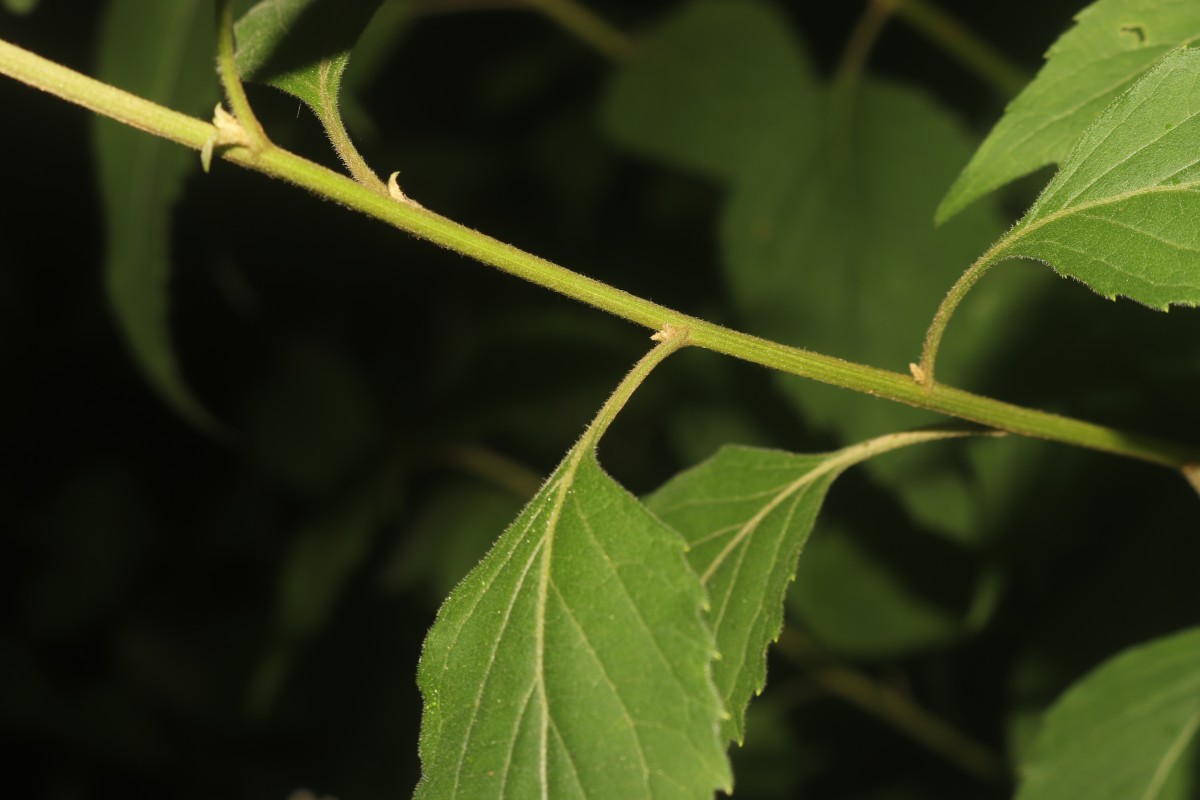 Cyanthillium hookerianum (Arn.) H.Rob.